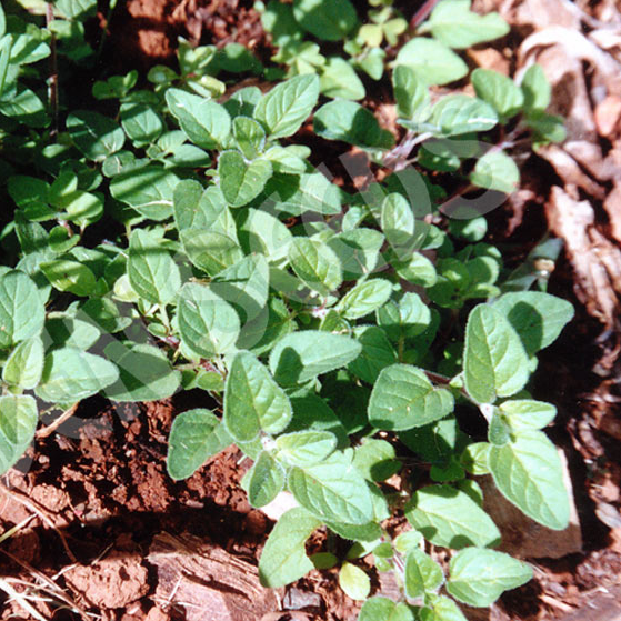 Oregano Greek ~ Seed packet, Eden Seeds – Plant Essentials