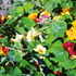 Nasturtium ~ Seed packet, Eden Seeds