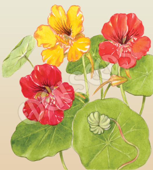 Nasturtium ~ Seed packet, Eden Seeds