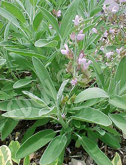 Sage ~ Seed packet, Eden Seeds