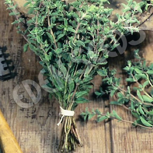 Sweet Marjoram ~ Seed packet, Eden Seeds