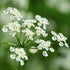 Caraway ~ Seed packet, Eden Seeds