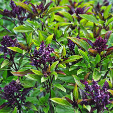 Basil, Thai~ Siam Queen Seed packet, Eden Seeds