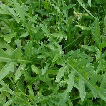 Salad Rocket Greens, Wild ~ Seed packet, Eden Seeds