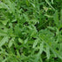 Salad Rocket Greens, Wild ~ Seed packet, Eden Seeds