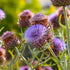 Milk Thistle (St Mary Thistle) ~ Seed packet, Eden Seeds