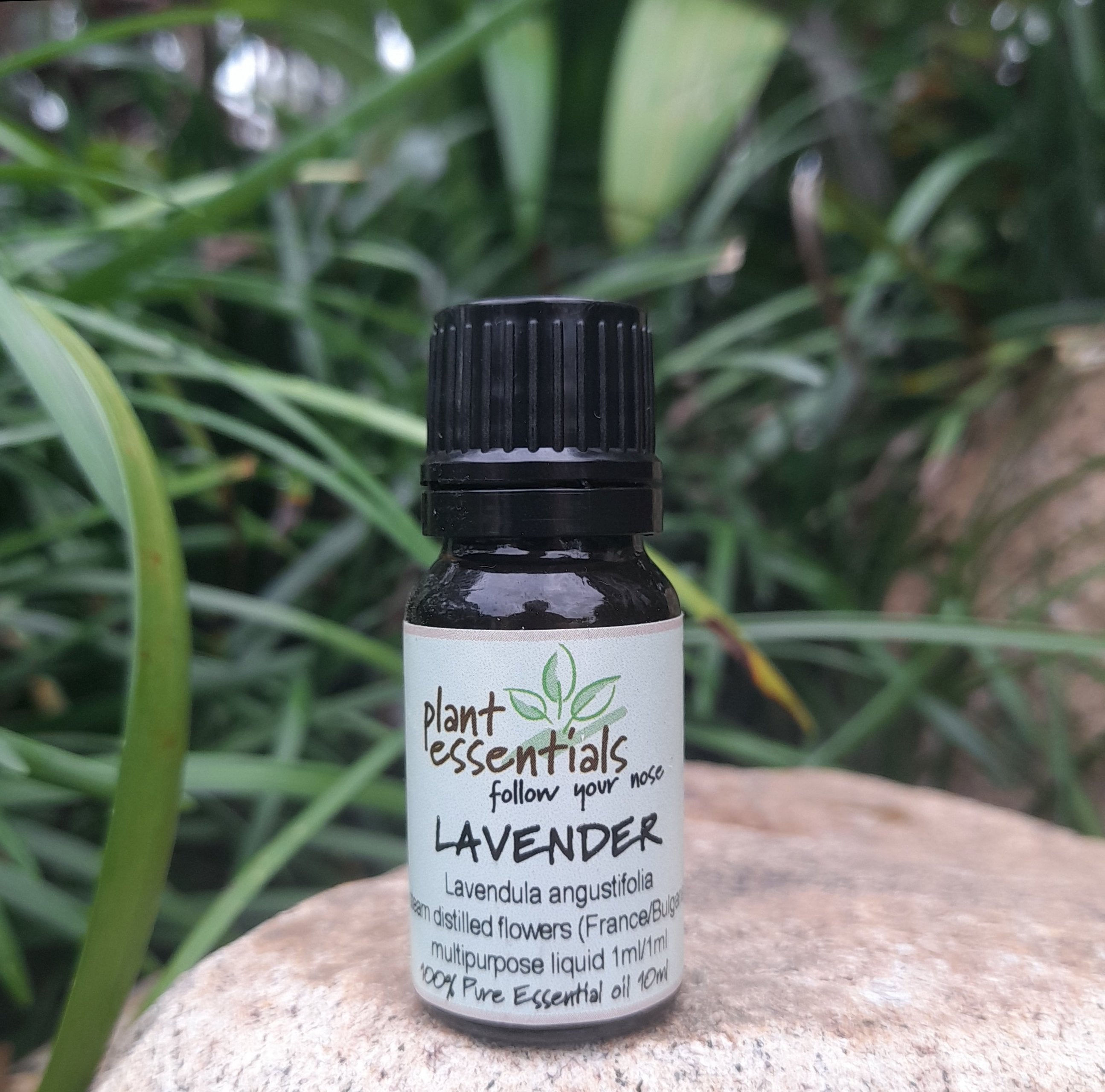 Lavender essential oil