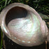 Abalone Shell ~ Australian