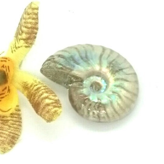 Opalized Ammonite Fossil, Madagascar