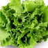 Lettuce, Salad Bowl Green ~ Seed packet, Select Organics Media 1 of 1