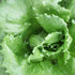 Lettuce, Tropical  ~ Seed packet, Eden Seeds