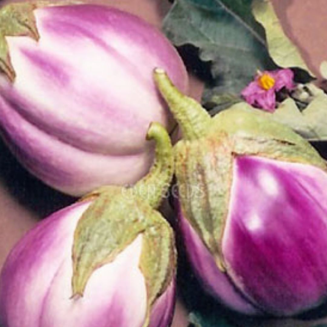 Eggplant, Rosa Bianca ~ Seed packet, Eden Seeds Media 1 of 1