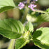 Holy Basil (Tulsi)  ~ Seed packet, Eden Seeds
