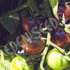 Tomato Cherry, Black ~ Seed packet, Eden Seeds