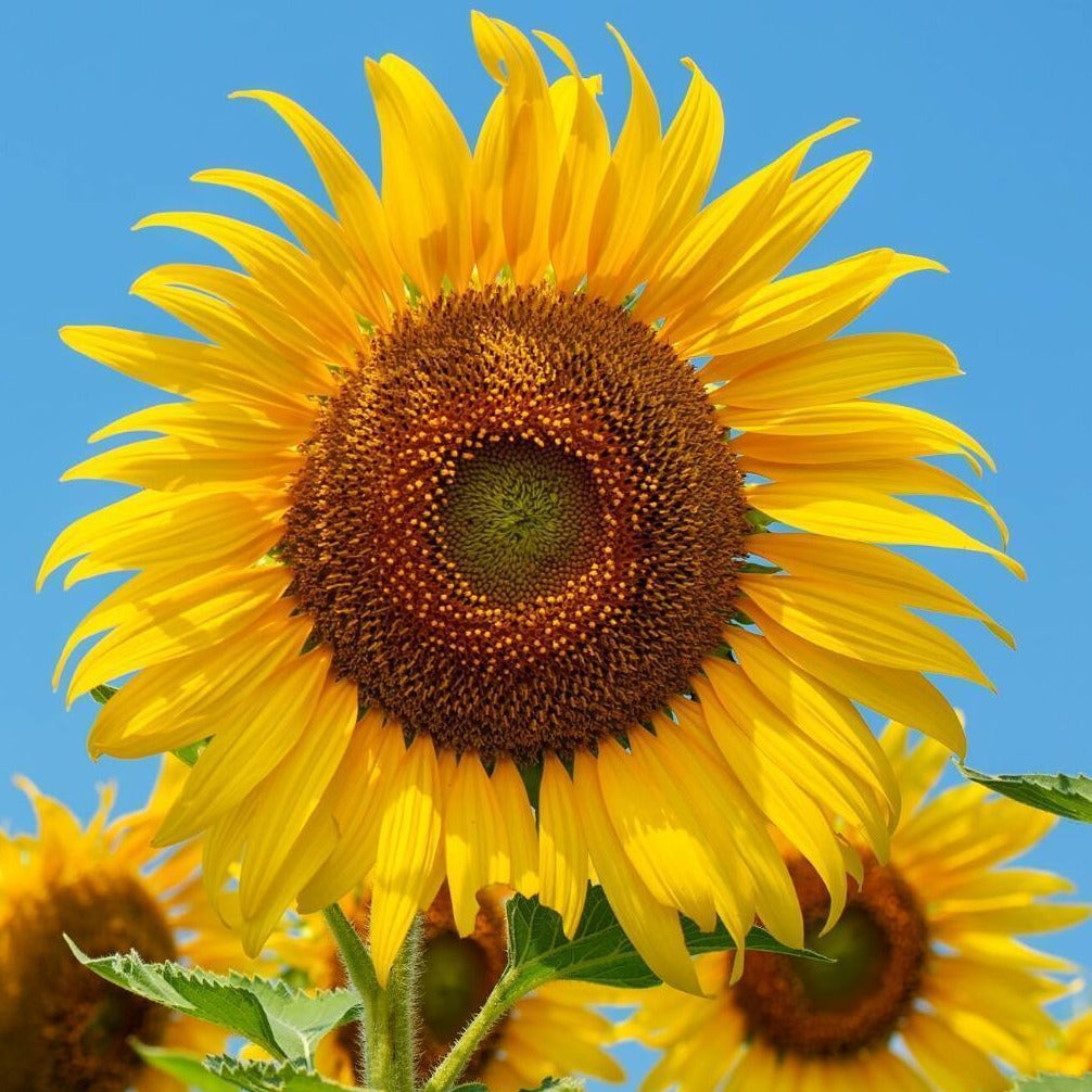Sunflower, Sunbird ~ Seed packet, Select Organics