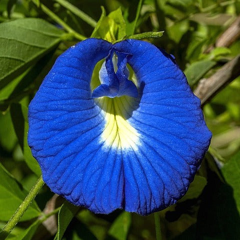 Butterfly Pea ~ Seed packet, Eden Seeds