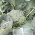 Broccoli, Italian Green Sprouting ~ Seed packet, Eden Seeds
