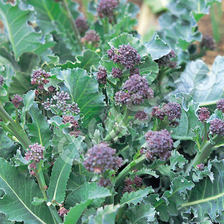 Broccoli, Purple Sprouting Early ~ Seed packet, Eden Seeds