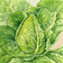 Cabbage, Sugarloaf ~ Seed packet, Eden Seeds