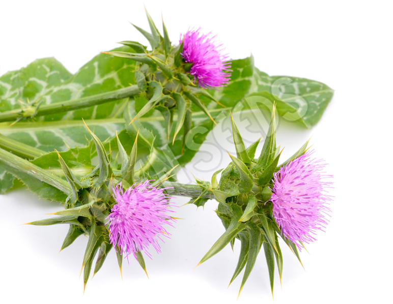 Milk Thistle (St Mary Thistle) ~ Seed packet, Eden Seeds