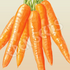 Carrot, All Season ~ Seed packet, Eden Seeds