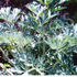 Wormwood ~ Seed packet, Eden Seeds