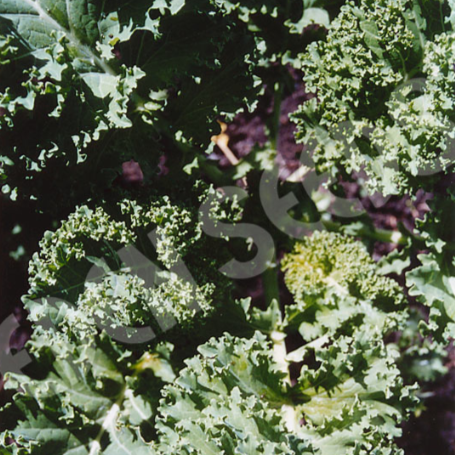 Kale, Dwarf Green ~ Seed packet, Eden Seeds