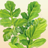 Salad Rocket Greens ~ Seed packet, Eden Seeds
