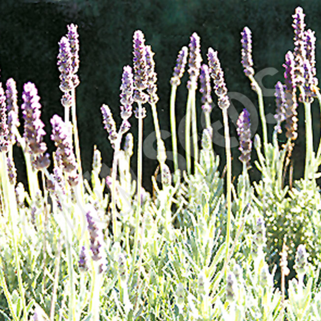 Lavender, French ~ Seed packet, Eden Seeds