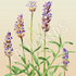 Lavender, True ~ Seed packet, Eden Seeds