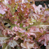 Lettuce, Salad Bowl Red ~ Seed packet, Eden Seeds