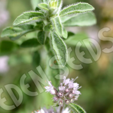 Pennyroyal ~ Seed packet, Eden Seeds - sow date 02/2024