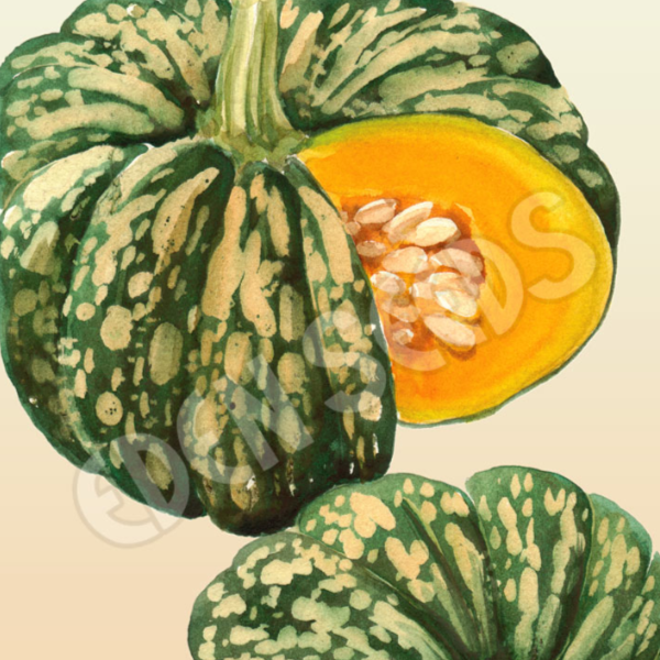 Pumpkin, Jap ~ Seed packet, Eden Seeds