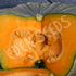 Pumpkin, Qld Blue ~ Seed packet, Eden Seeds