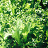 Salad Greens Endive Salad King ~ Seed packet, Eden Seeds
