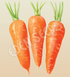 Carrot, Chantenay Red Cored ~ Seed packet, Eden Seeds