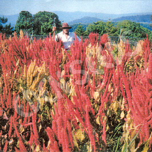 Amaranth Grain ~ Seed packet, Eden Seeds