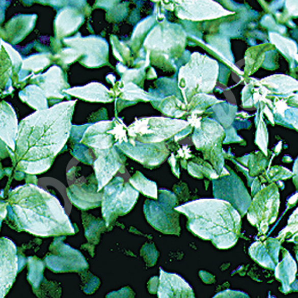 Chickweed ~ Seed packet, Eden Seeds