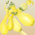 Zucchini, Golden Arch Crookneck ~ Seed packet, Select Organics
