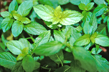 Peppermint ~ Seed packet, Eden Seeds